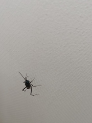 Evania appendigaster