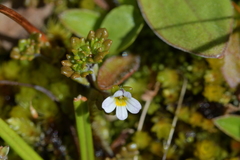 Euphrasia australis