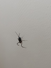 Evania appendigaster