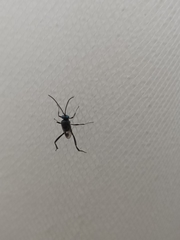 Evania appendigaster