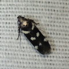Filatima arizonella