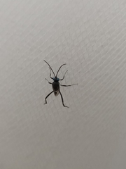 Evania appendigaster