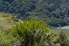 Aciphylla horrida