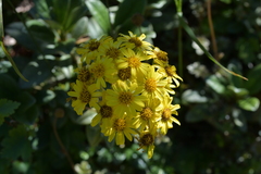 Brachyglottis revoluta