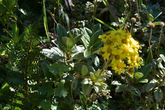 Brachyglottis revoluta