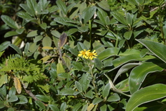 Brachyglottis revoluta