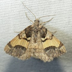 Frederickia hypaethrata