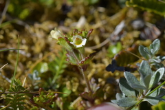 Euphrasia australis