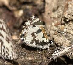 Uranothauma falkensteinii