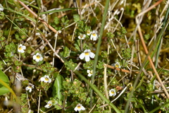 Euphrasia australis
