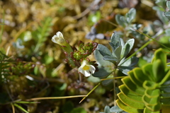 Euphrasia australis