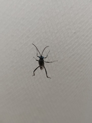 Evania appendigaster