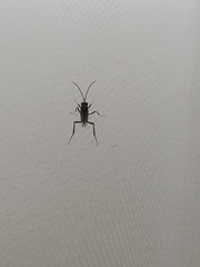 Evania appendigaster