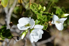 Veronica macrantha