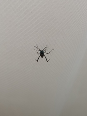 Evania appendigaster