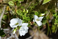 Veronica macrantha