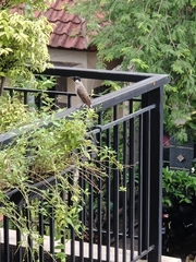 Pycnonotus aurigaster