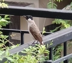 Pycnonotus aurigaster