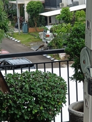 Pycnonotus aurigaster