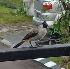 Pycnonotus aurigaster