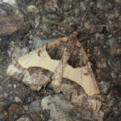 Frederickia hypaethrata