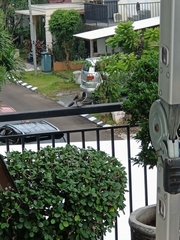 Pycnonotus aurigaster