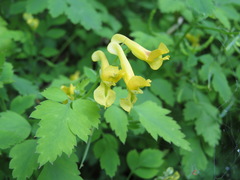 Corydalis pallida tenuis