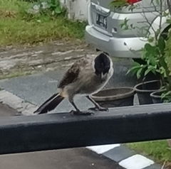 Pycnonotus aurigaster