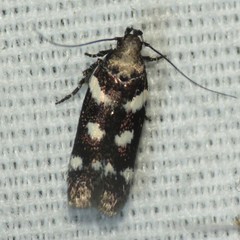 Filatima arizonella