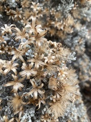 Cratystylis conocephala