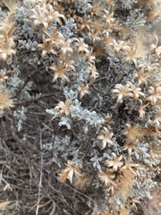 Cratystylis conocephala