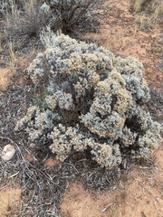 Cratystylis conocephala