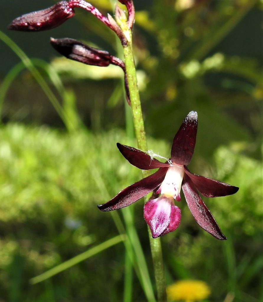 Dipodium variegatum Nicholls