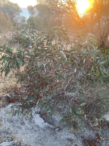 Acacia leiophylla, 2022-01-15