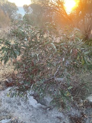 Acacia leiophylla