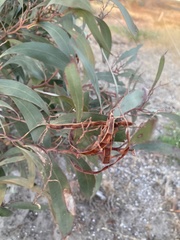 Acacia leiophylla