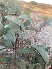 Acacia leiophylla