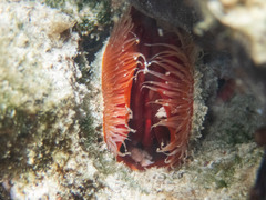 Ctenoides scaber