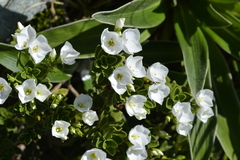 Veronica macrantha