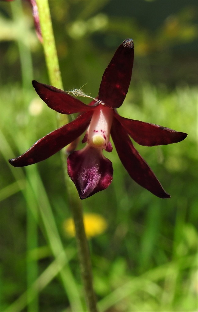 Dipodium variegatum Nicholls 2