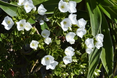 Veronica macrantha