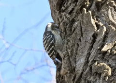 Yungipicus kizuki
