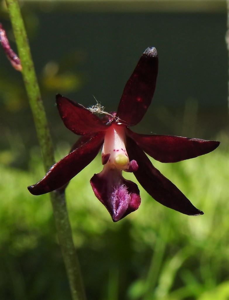 Dipodium variegatum Nicholls 3