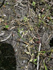 Lobelia perpusilla