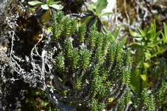 Celmisia ramulosa ramulosa