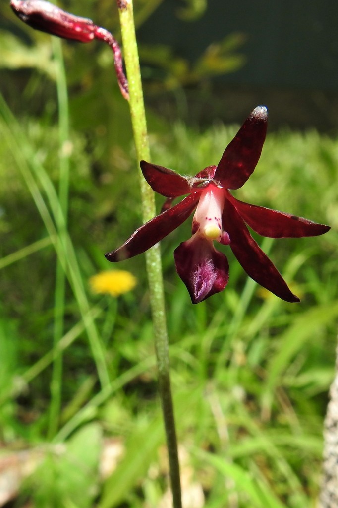 Dipodium variegatum Nicholls 4