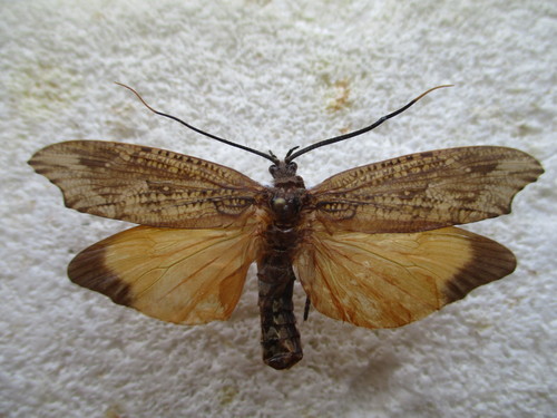 Phryganea sinensis