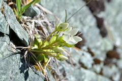 Gentianella divisa