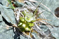 Gentianella divisa
