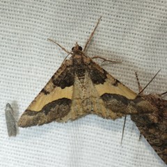 Frederickia hypaethrata